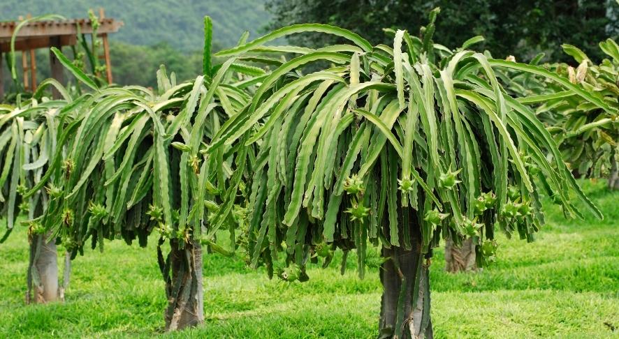 Pitaya Cactus Trees